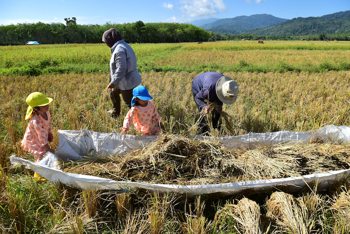 2023/53 Rice Production and Food Security in Southeast Asia under